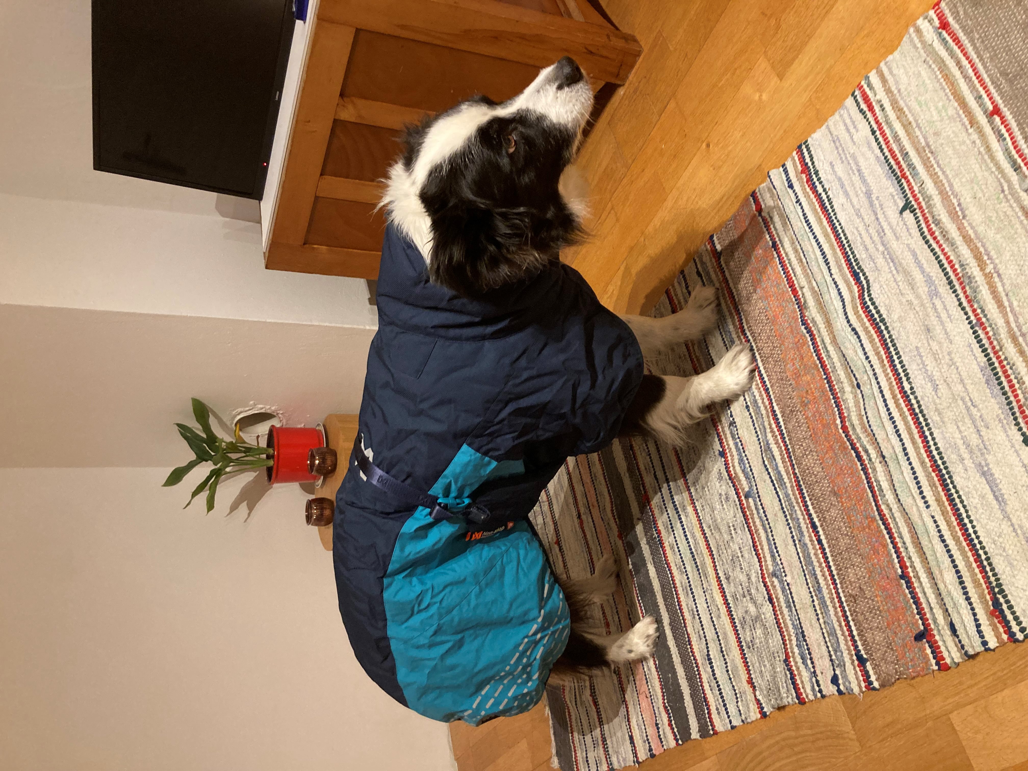 Marley nieuwe winterjas.jpg